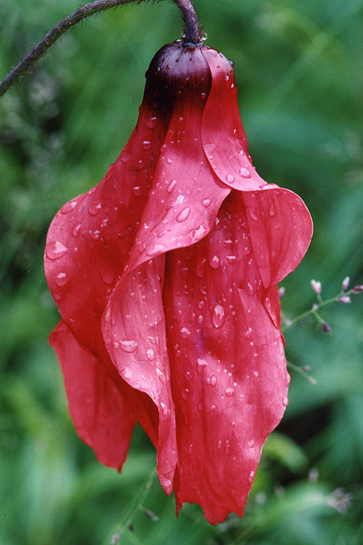 中国常见植物野外识别手册：青海册 商品图5