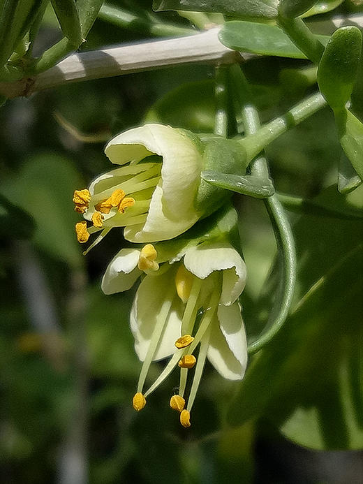 中国常见植物野外识别手册：青海册 商品图1