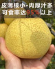 【砀山酥梨】松脆·化渣·一口咬开爆汁 · 冰糖雪梨/梨膏/梨汁棒棒糖/多种吃法 无菌套袋种植0膨大剂甜蜜素 宝宝孕妇老人放心吃！ 商品缩略图2