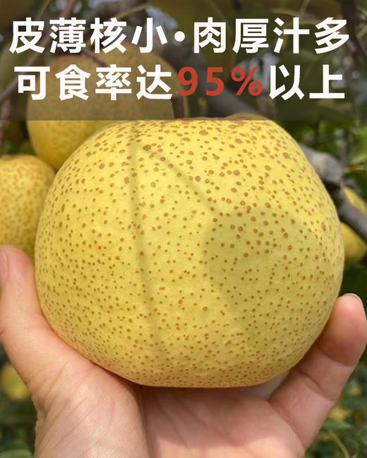 【砀山酥梨】松脆·化渣·一口咬开爆汁 · 冰糖雪梨/梨膏/梨汁棒棒糖/多种吃法 无菌套袋种植0膨大剂甜蜜素 宝宝孕妇老人放心吃！ 商品图2