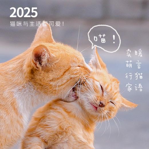 遇见猫·2025猫日历 | 温暖治愈指南 商品图4