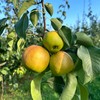 生态玉露香梨 | 合作生产 | 基地直发包邮 * Ecological Yulu Fragrant Pear 商品缩略图1