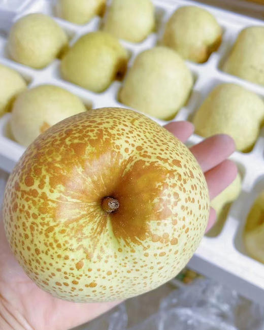 【砀山酥梨】松脆·化渣·一口咬开爆汁 · 冰糖雪梨/梨膏/梨汁棒棒糖/多种吃法 无菌套袋种植0膨大剂甜蜜素 宝宝孕妇老人放心吃！ 商品图4