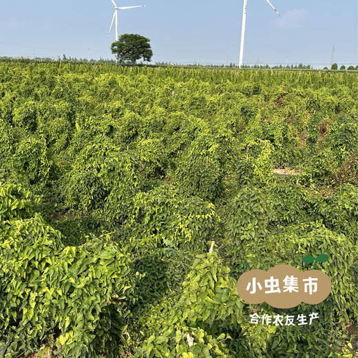 生态垆土铁棍怀山药片 250g/罐 | 合作农友生产，产自河南温县，生产者：崔永利、崔利兵、崔娜娜 ＆【公平贸易农人定价】 商品图12