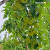 大理宾川蜂糖梨·泊心风物 商品缩略图4