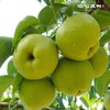 大理宾川蜂糖梨·泊心风物 商品缩略图2