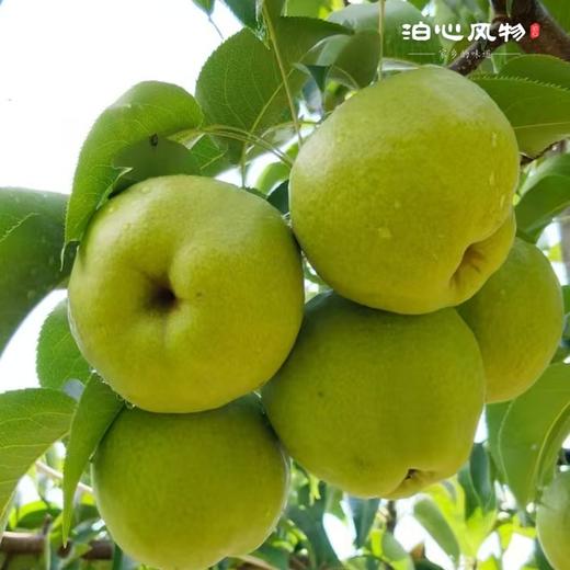 大理宾川蜂糖梨·泊心风物 商品图2
