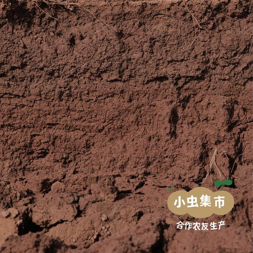 生态垆土铁棍怀山药片 250g/罐 | 合作农友生产，产自河南温县，生产者：崔永利、崔利兵、崔娜娜 ＆【公平贸易农人定价】 商品图13