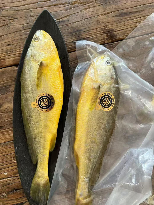 国信1号黄花鱼，半野生！来自国企最大的水产养殖企业国信，价值5亿，全球首艘10万吨级智慧渔业养殖船，按照黄花鱼洄游习性从青岛海域-福建海域采用野游养殖方式，深远海养殖，肉质更紧实，口感更鲜美！ 商品图1