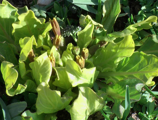 中国常见植物野外识别手册：青海册 商品图6