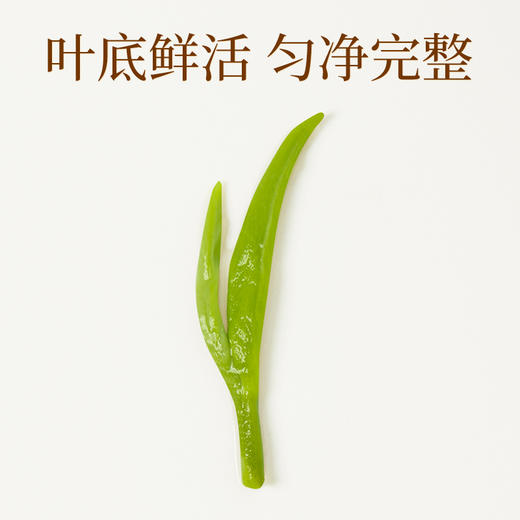 【臻尖-花至醇礼盒】新花新茶茉莉飘雪花茶四川茉莉花茶80g*2罐 节日送礼长辈高档花茶茶叶礼盒 商品图5