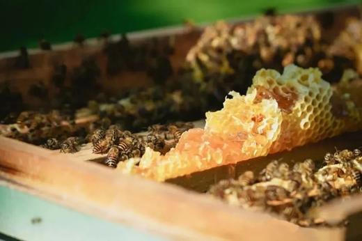 【智行研学】明州书城9月15日“蜜蜂一日营” 商品图1