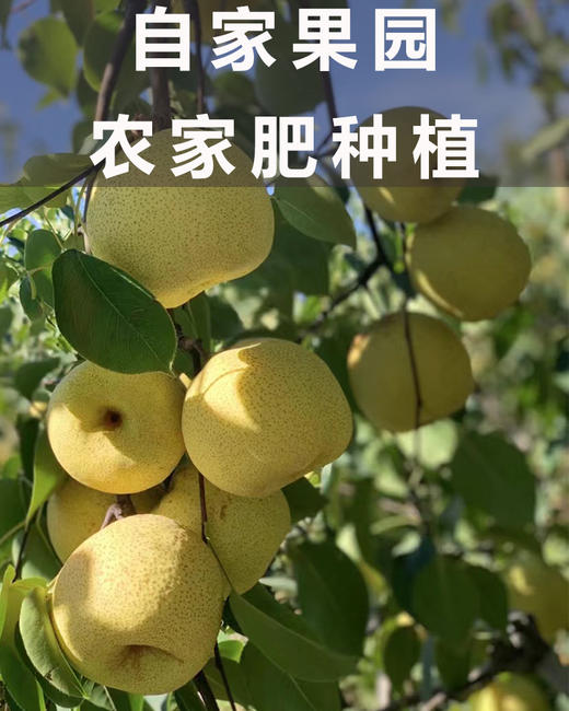 【砀山酥梨】松脆·化渣·一口咬开爆汁 · 冰糖雪梨/梨膏/梨汁棒棒糖/多种吃法 无菌套袋种植0膨大剂甜蜜素 宝宝孕妇老人放心吃！ 商品图1