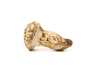 香格里拉新鲜松茸 商品图3