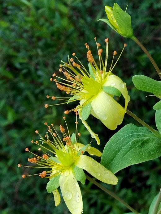 中国常见植物野外识别手册：青海册 商品图8