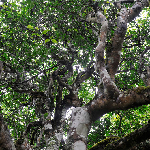 沧元古茶 珍藏老班章 普洱生茶357g 霸气天成·王者风范 商品图3
