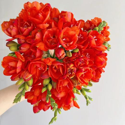 香雪兰丨红色丨草花 商品图0