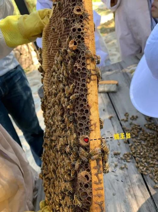 【智行研学】明州书城9月15日“蜜蜂一日营” 商品图4