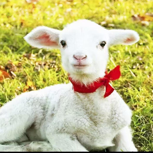 有机羊奶粉 商品图8