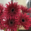 【拉丝弗朗】红色拉丝菊  约10枝/扎 商品缩略图5