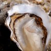 布锐琪·马奥伦生蚝 法国原箱进口鲜活大号生蚝 12只/箱 约1.6kg 商品缩略图3