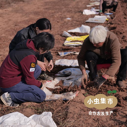 生态垆土铁棍怀山药片 250g/罐 | 合作农友生产，产自河南温县，生产者：崔永利、崔利兵、崔娜娜 ＆【公平贸易农人定价】 商品图11