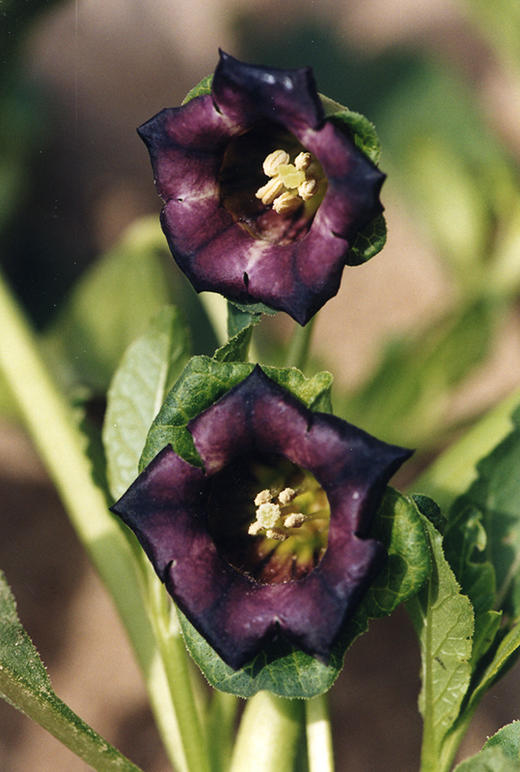 中国常见植物野外识别手册：青海册 商品图7