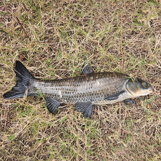 生态青鱼| 合作生产 * Ecological black carp | Partner Production 商品图1