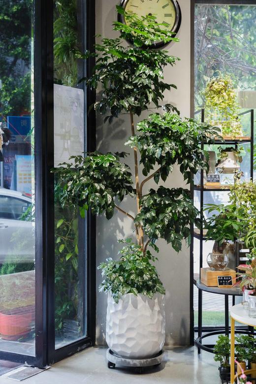 五层绿宝 商品图0