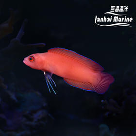 红草莓 公
