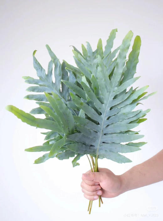 网红叶（贯众厥） 商品图1