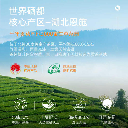 茶马世家早春特级恩施玉露龙腾系高端商务礼盒200g 商品图1