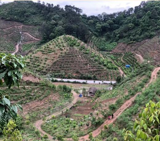 广西生态农场纯野生干桂花/无硫熏无香精/58克 商品图2
