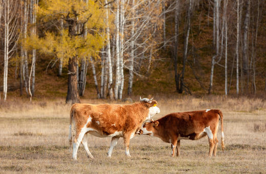 北疆不止喀纳斯——阿勒泰秋色绮旅7天6晚 商品图5