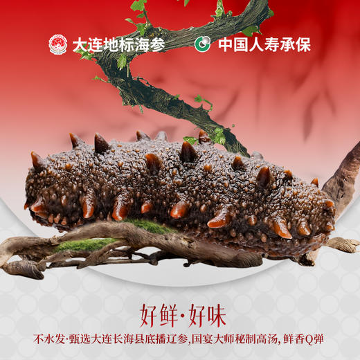【即食海参】鲜炖海参 好鲜·好味·好营养 商品图1
