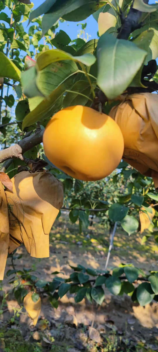 莱阳秋月梨家庭装 商品图8