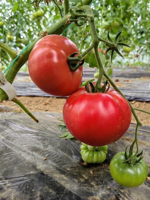 【有机食品】产地直发 高山云海有机西红柿0农残0激素0甜蜜素 自然成熟 商品图3