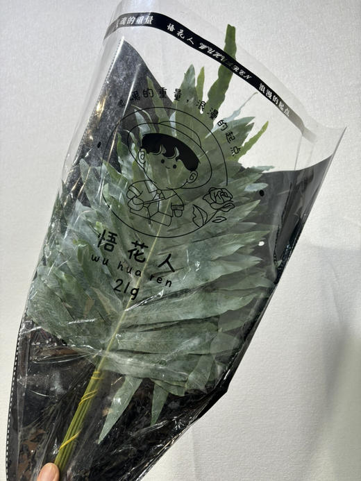 网红叶（贯众厥） 商品图2