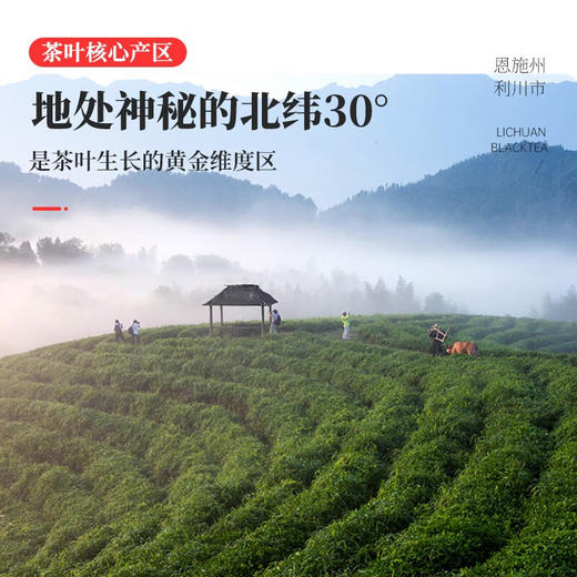 夷水红眉·天杉160g 商品图4