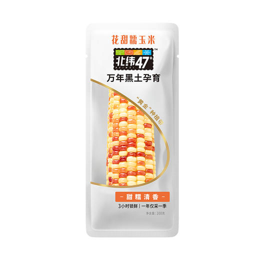 【北纬47°黄糯玉米】盼盼严选万年黑土地北纬47°黄糯玉米 商品图6
