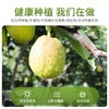 严选 | 新疆库尔勒香梨 4.5斤/箱 甘甜多汁 皮薄肉细 产地直发 商品缩略图3