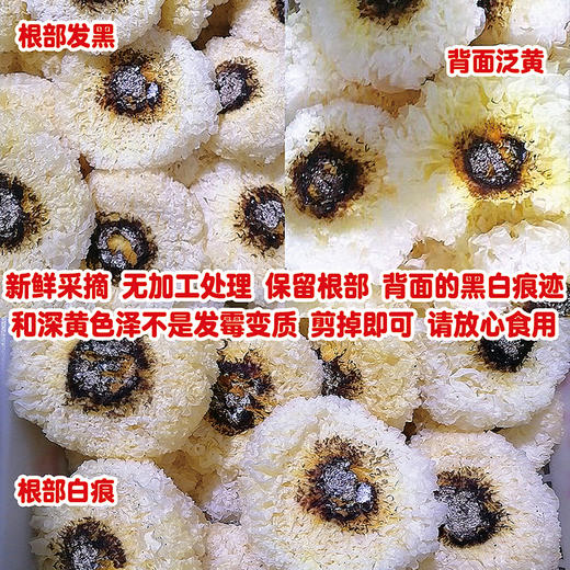 『古田新鲜银耳』朵大鲜嫩 香滑爽口 顺丰包邮 商品图2