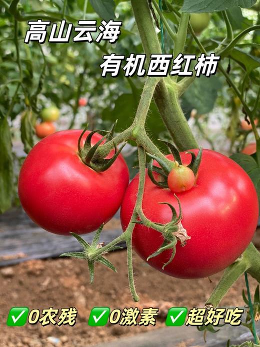 【有机食品】产地直发 高山云海有机西红柿0农残0激素0甜蜜素 自然成熟 商品图2