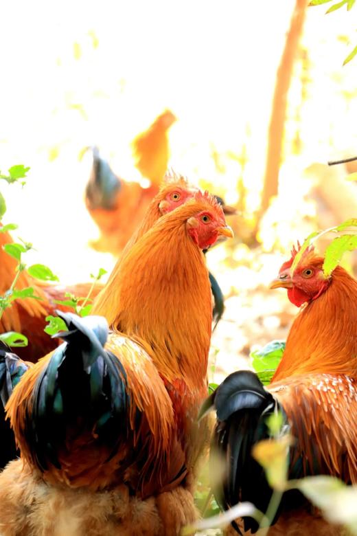 永新县象形果园散养土鸡 商品图1