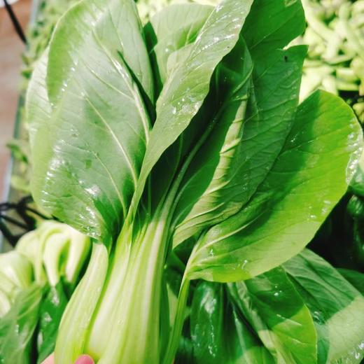 大头油菜2斤 商品图0