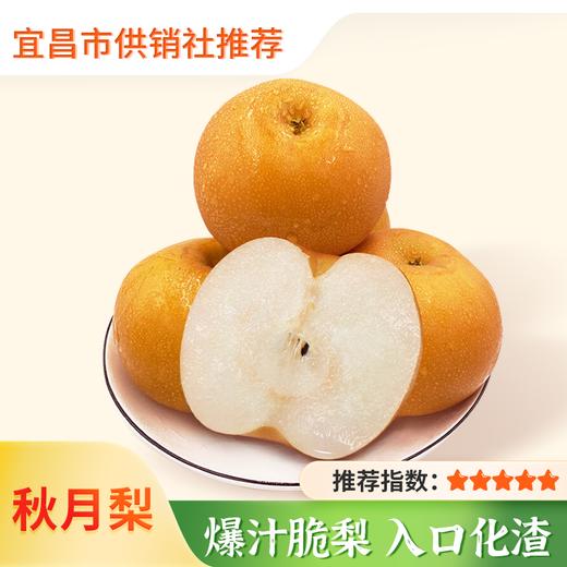 【山东】秋月梨 新鲜梨子 当季现摘冰糖梨 商品图0