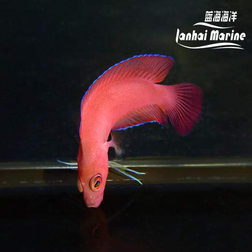 红草莓 公 商品图10