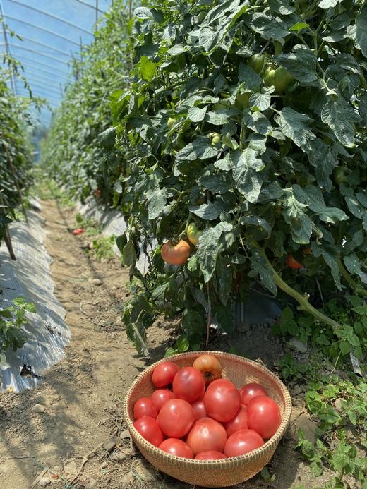 【有机食品】产地直发 高山云海有机西红柿0农残0激素0甜蜜素 自然成熟 商品图4