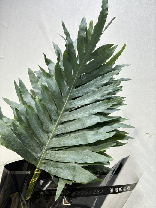 网红叶（贯众厥） 商品图0