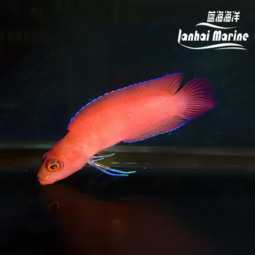 红草莓 公 商品图7